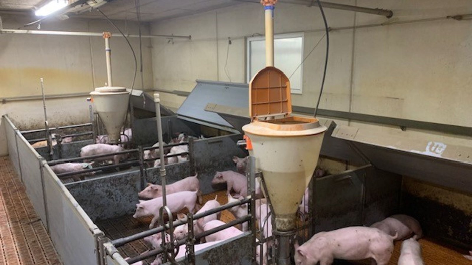 Sonstiges of the type Big Dutchman inventar Smågrisestald 130m2, Gebrauchtmaschine in Egtved (Picture 2)