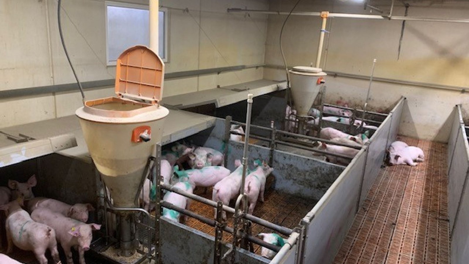 Sonstiges of the type Big Dutchman inventar Smågrisestald 130m2, Gebrauchtmaschine in Egtved (Picture 3)