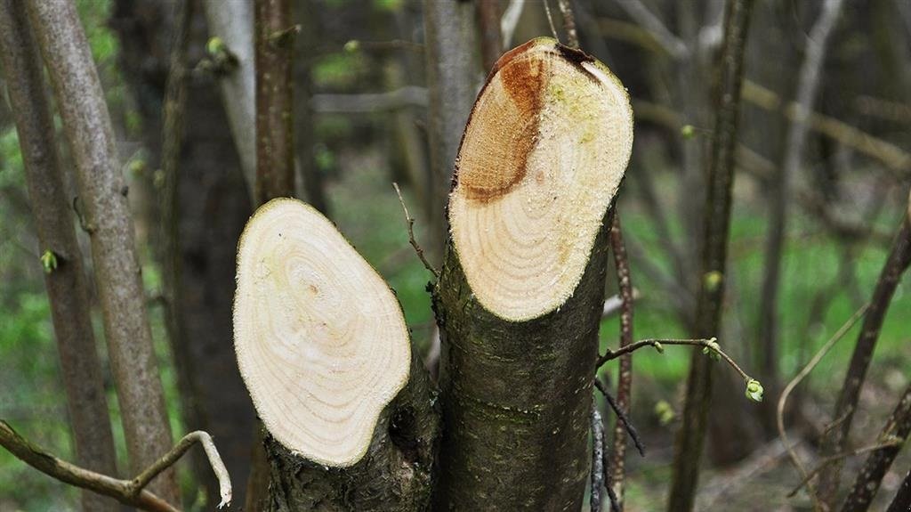 Sonstiges Türe ait Greentec LRS 1402 GRENSAV Ring for et godt tilbud, Gebrauchtmaschine içinde Holstebro (resim 5)