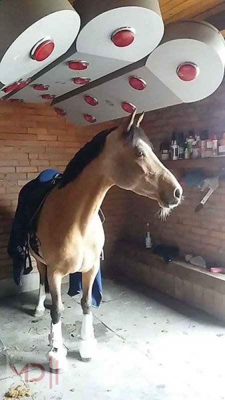 Sonstiges des Typs MD Landmaschinen BM Pferdesolarium SOLAR-TEC1, Neumaschine in Zeven (Bild 3)