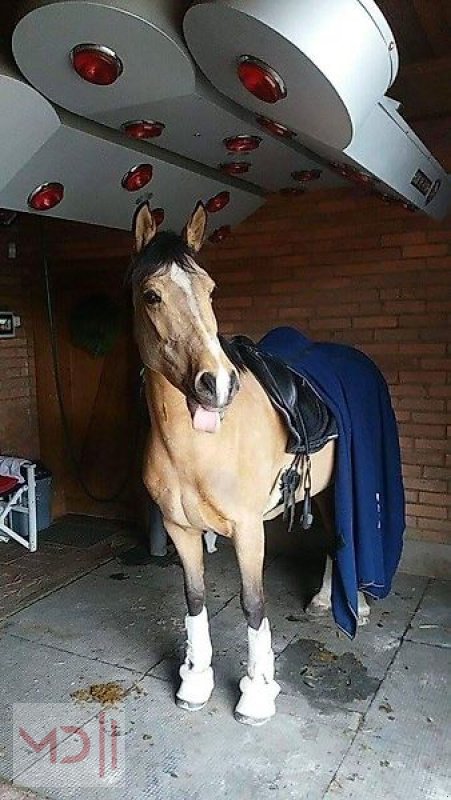 Sonstiges des Typs MD Landmaschinen BM Pferdesolarium SOLAR-TEC1, Neumaschine in Zeven (Bild 4)