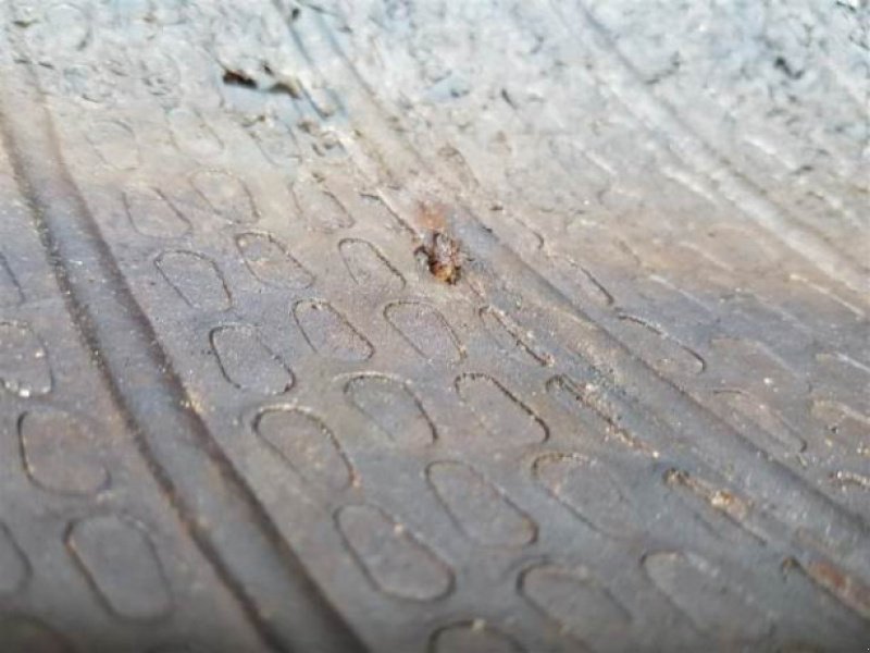 Sonstiges typu Sonstige 24"   15.5/80-24, Gebrauchtmaschine v Hemmet (Obrázek 6)