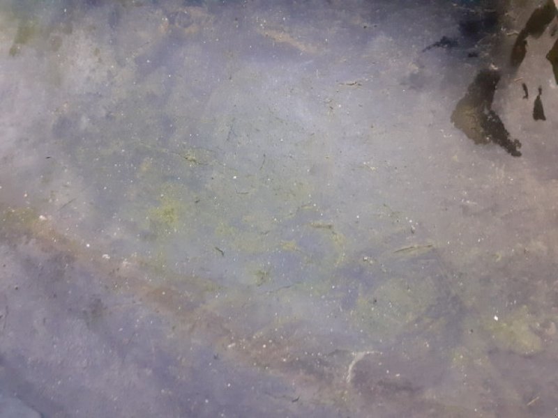 Sonstiges of the type Sonstige 24"   460/70R24, Gebrauchtmaschine in Hemmet (Picture 7)