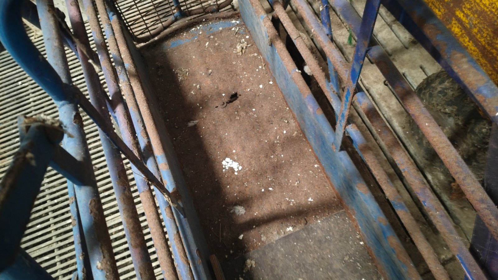 Sonstiges tipa Sonstige Digital grisevægt, Gebrauchtmaschine u Egtved (Slika 3)