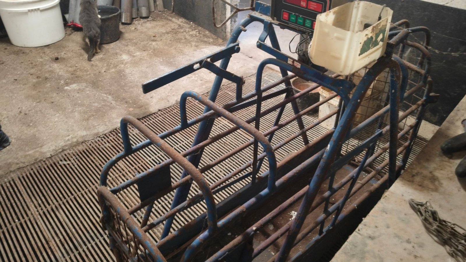 Sonstiges tipa Sonstige Digital grisevægt, Gebrauchtmaschine u Egtved (Slika 4)