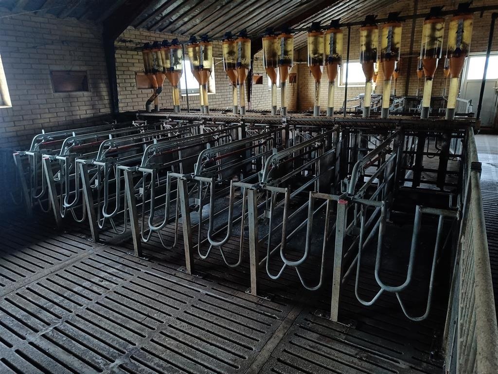 Sonstiges des Typs Sonstige Egebjerg Æde / hvile boks ca. 400 stk., Gebrauchtmaschine in Egtved (Bild 10)