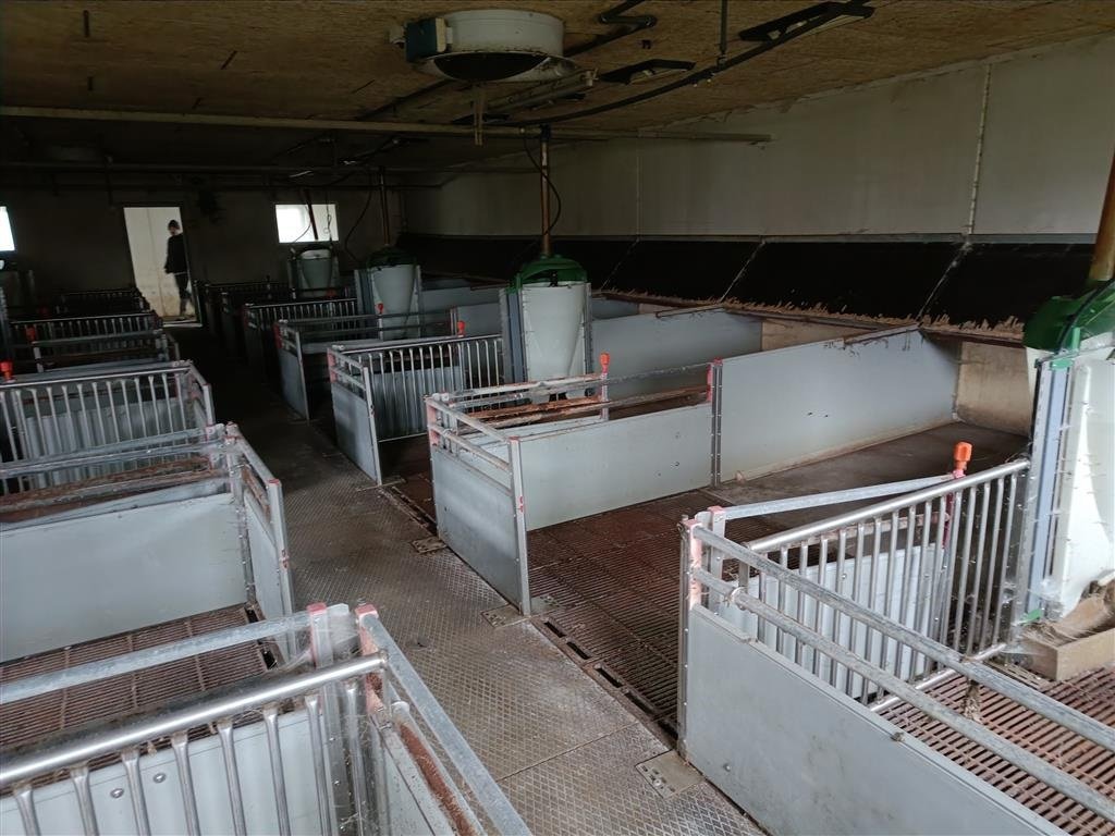 Sonstiges of the type Sonstige klima-/smågrise stier  16 stier MOMSFRI, Gebrauchtmaschine in Egtved (Picture 5)