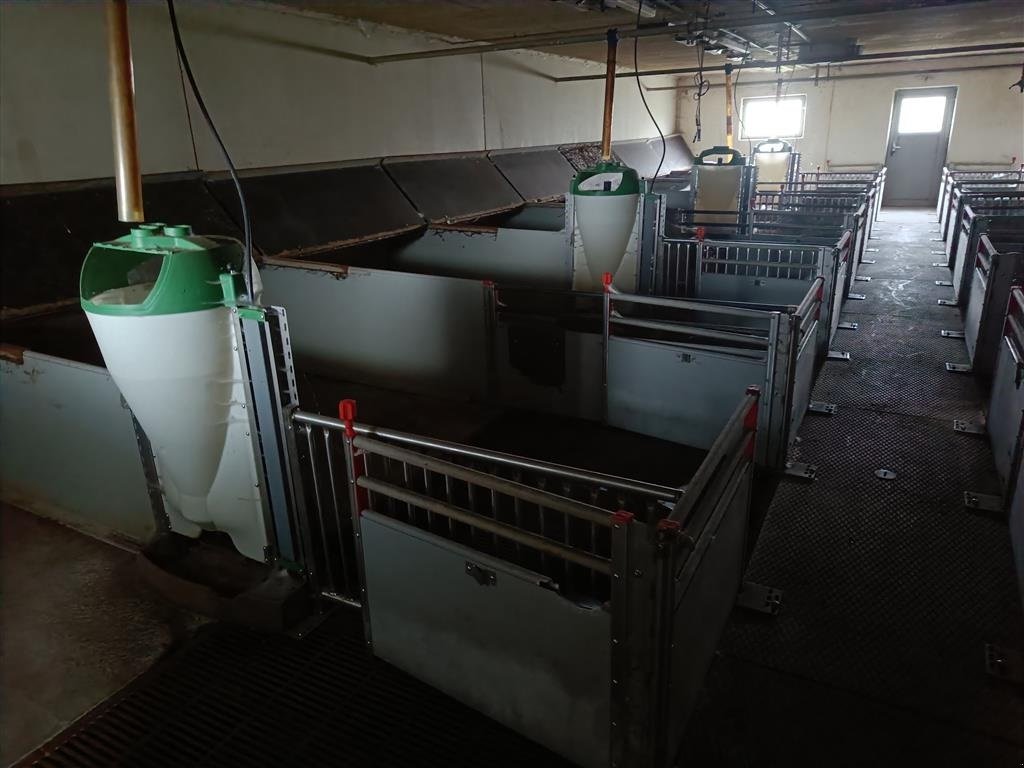 Sonstiges of the type Sonstige klima-/smågrise stier  16 stier MOMSFRI, Gebrauchtmaschine in Egtved (Picture 3)