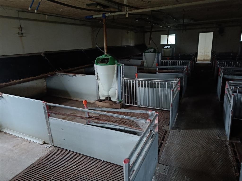 Sonstiges of the type Sonstige klima-/smågrise stier  16 stier MOMSFRI, Gebrauchtmaschine in Egtved (Picture 6)