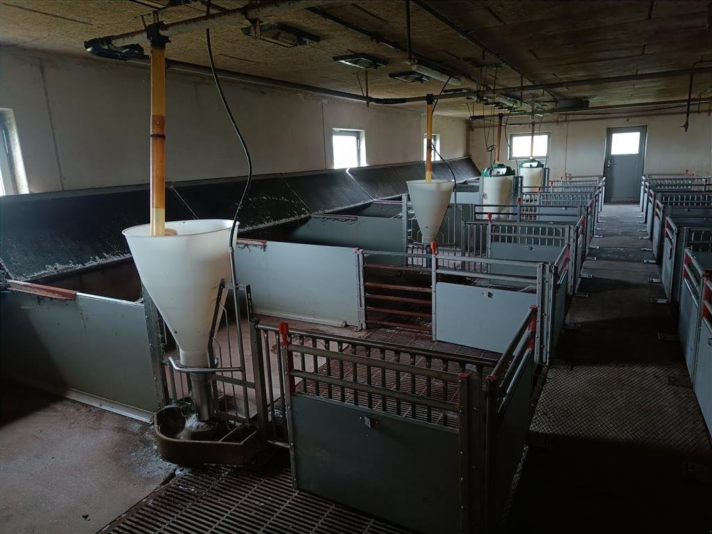 Sonstiges of the type Sonstige klima-/smågrise stier  16 stier MOMSFRI, Gebrauchtmaschine in Egtved (Picture 2)