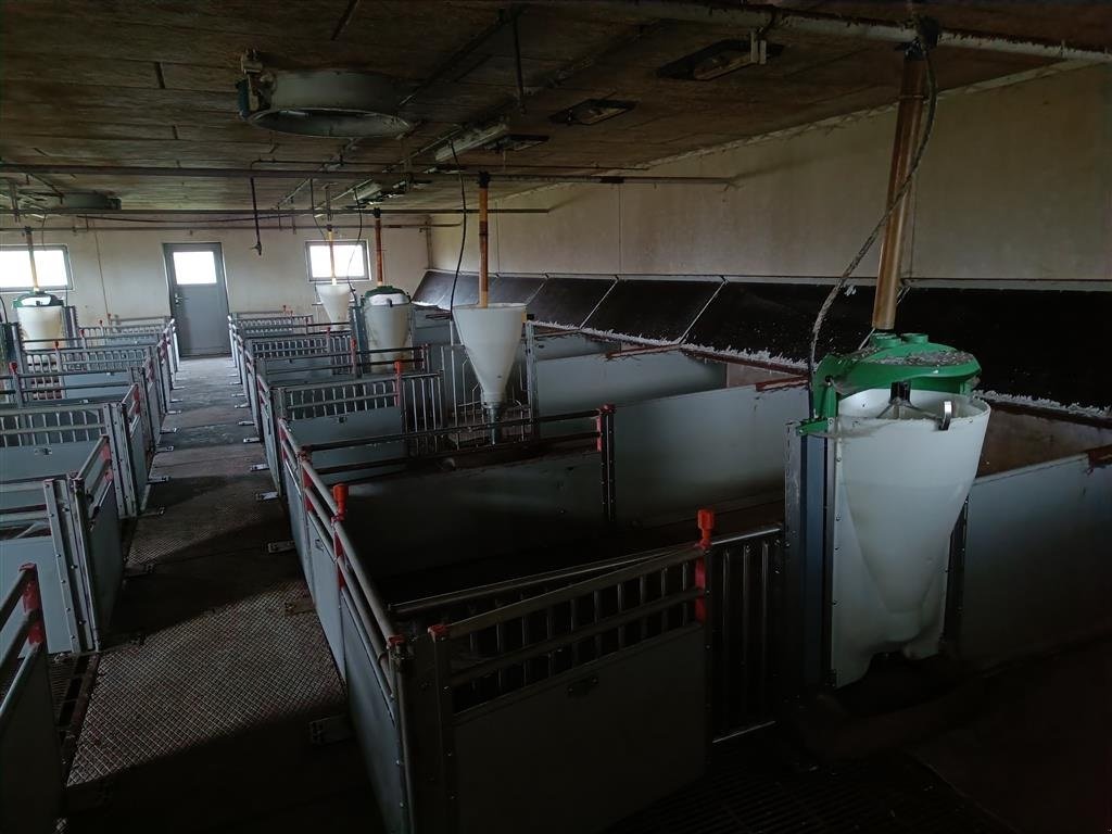 Sonstiges of the type Sonstige klima-/smågrise stier  16 stier MOMSFRI, Gebrauchtmaschine in Egtved (Picture 1)