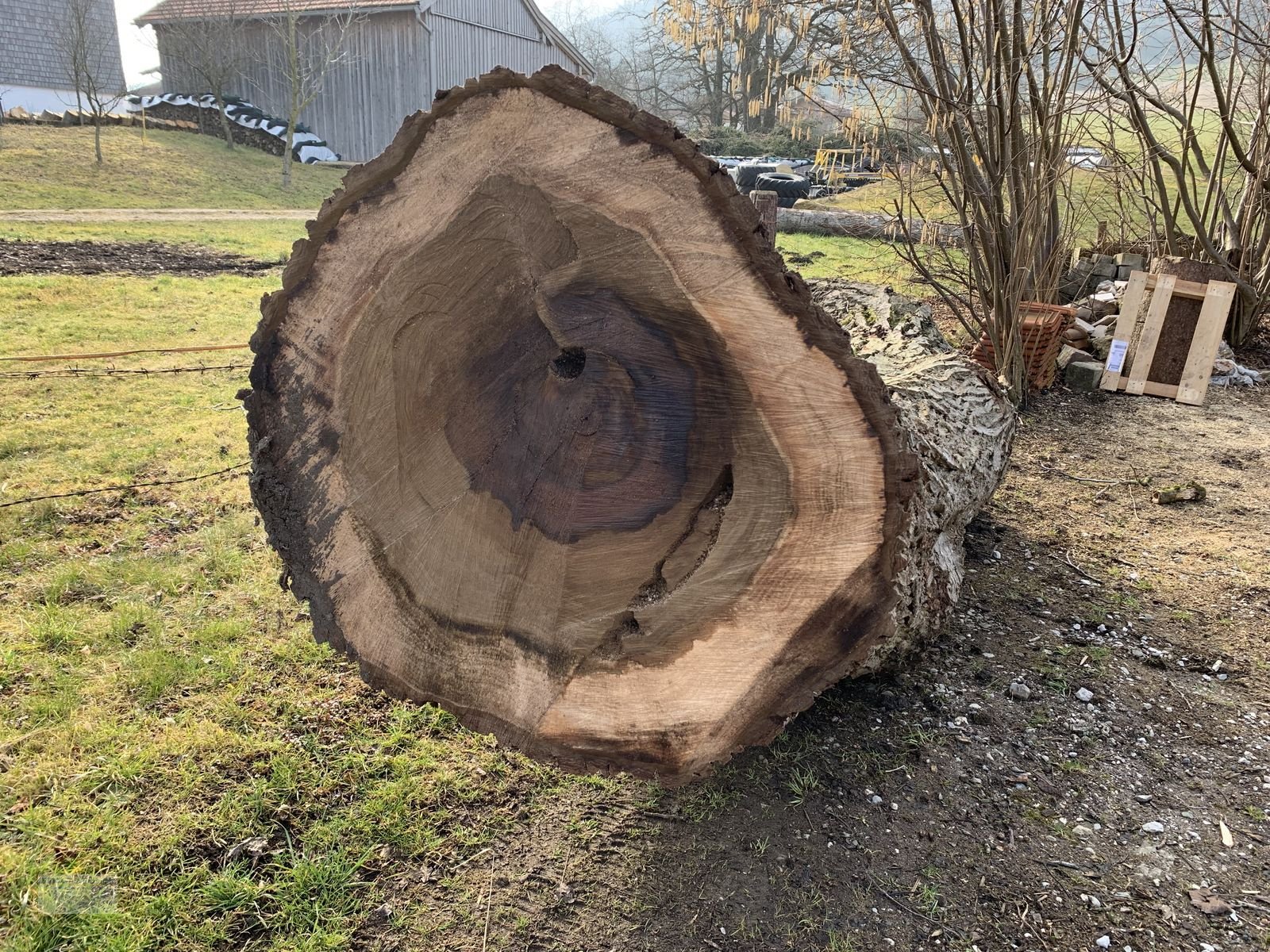 Sonstiges des Typs Sonstige Nussbaumstamm ca. 90cm Durchmesser, ca. 320cm la, Gebrauchtmaschine in Ainring (Bild 3)