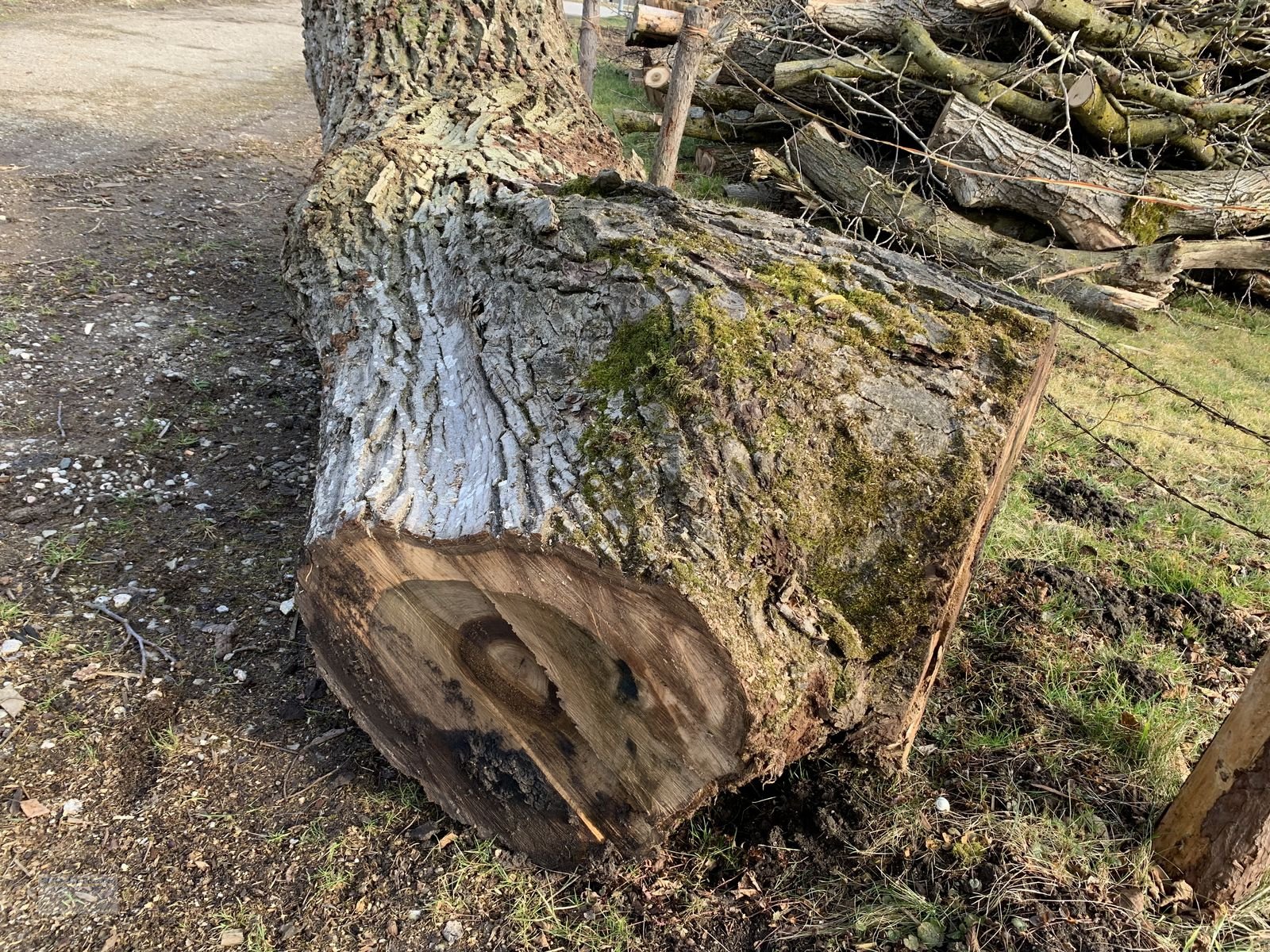 Sonstiges des Typs Sonstige Nussbaumstamm ca. 90cm Durchmesser, ca. 320cm la, Gebrauchtmaschine in Ainring (Bild 2)