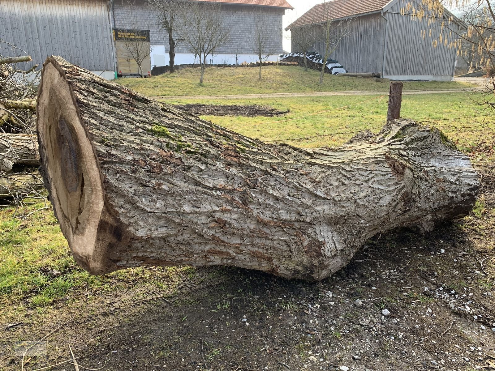 Sonstiges des Typs Sonstige Nussbaumstamm ca. 90cm Durchmesser, ca. 320cm la, Gebrauchtmaschine in Ainring (Bild 4)