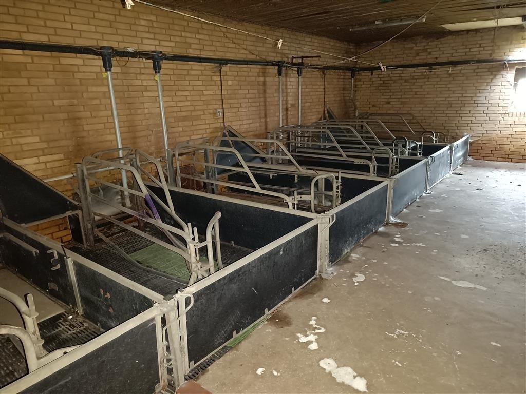 Sonstiges του τύπου Sonstige Sdr Vissing  Farestier 36 stk., Gebrauchtmaschine σε Egtved (Φωτογραφία 8)