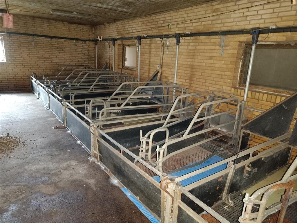 Sonstiges του τύπου Sonstige Sdr Vissing  Farestier 36 stk., Gebrauchtmaschine σε Egtved (Φωτογραφία 9)