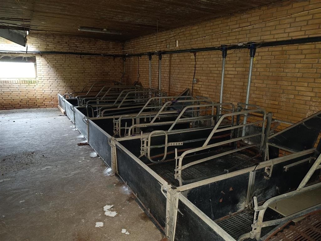 Sonstiges του τύπου Sonstige Sdr Vissing  Farestier 36 stk., Gebrauchtmaschine σε Egtved (Φωτογραφία 7)