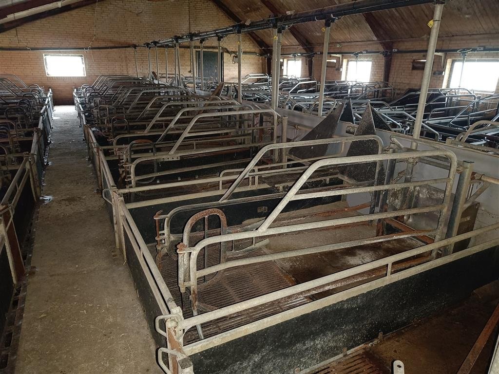 Sonstiges des Typs Sonstige Sdr Vissing  Farestier 40 stk., Gebrauchtmaschine in Egtved (Bild 1)