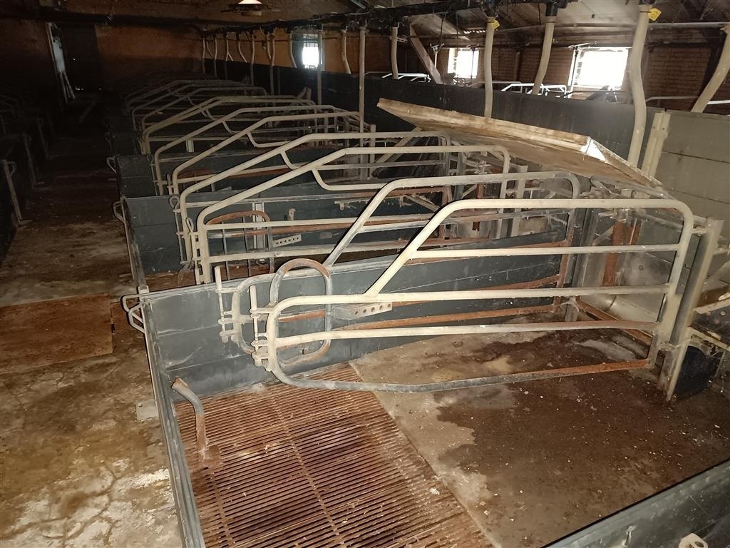 Sonstiges of the type Sonstige Sdr Vissing  Farestier 48 stk., Gebrauchtmaschine in Egtved (Picture 1)