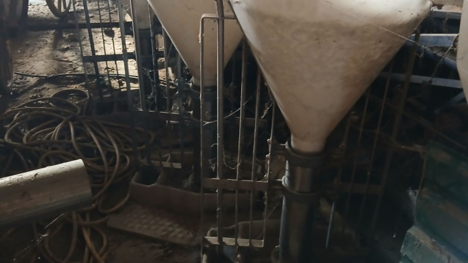 Sonstiges of the type Sonstige til slagtesvin 30 stk. i alt, Gebrauchtmaschine in Egtved (Picture 1)