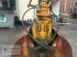 Sonstiges του τύπου Zeppelin HGT Hydraulikgreifer PGS4-800 2-Schalengreifer, Gebrauchtmaschine σε Gevelsberg (Φωτογραφία 1)