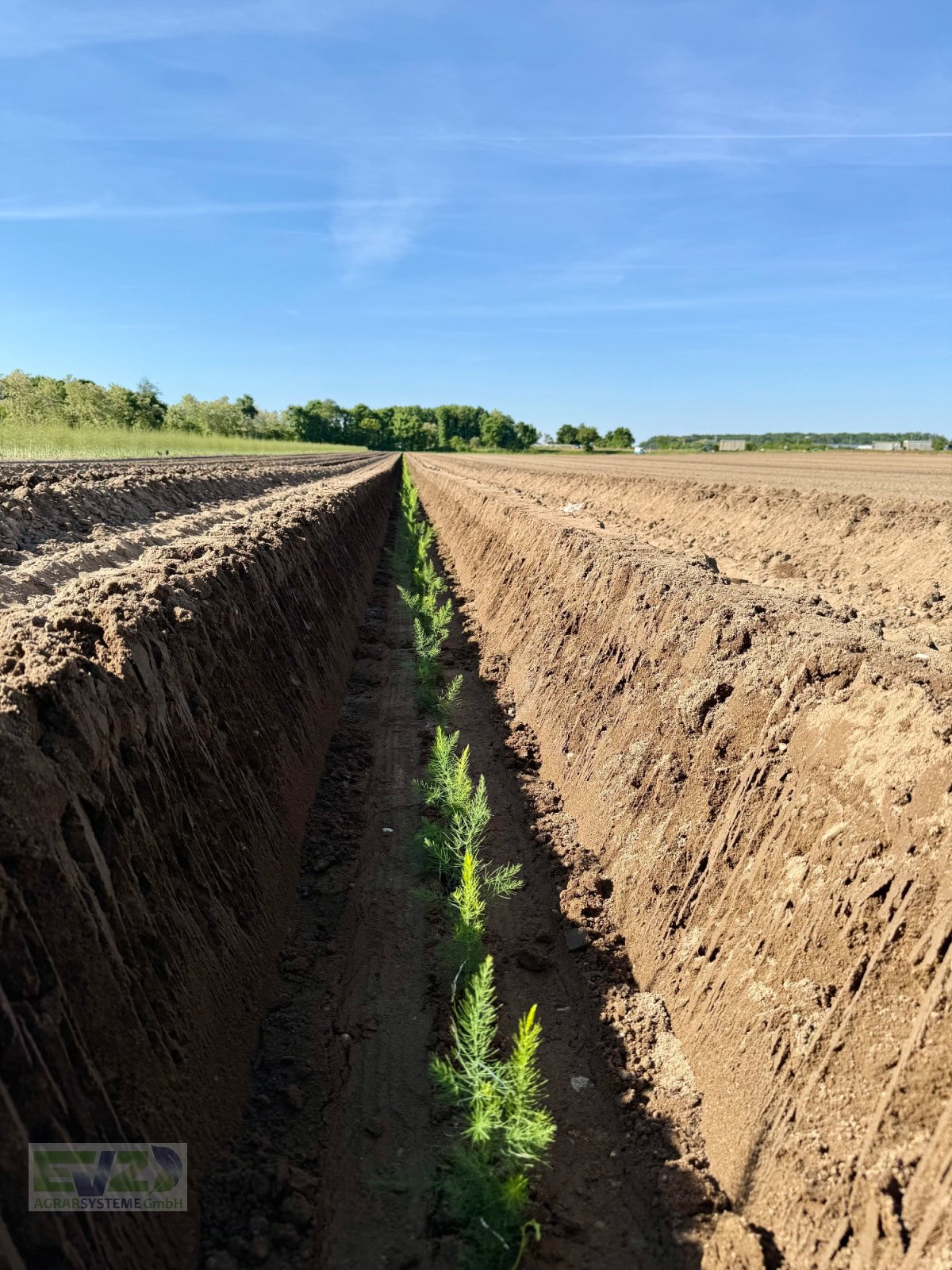 Spargeltopfpflanzmaschine Türe ait Sfoggia STP Spargelpflanzmaschine, Neumaschine içinde Ebersberg (resim 5)