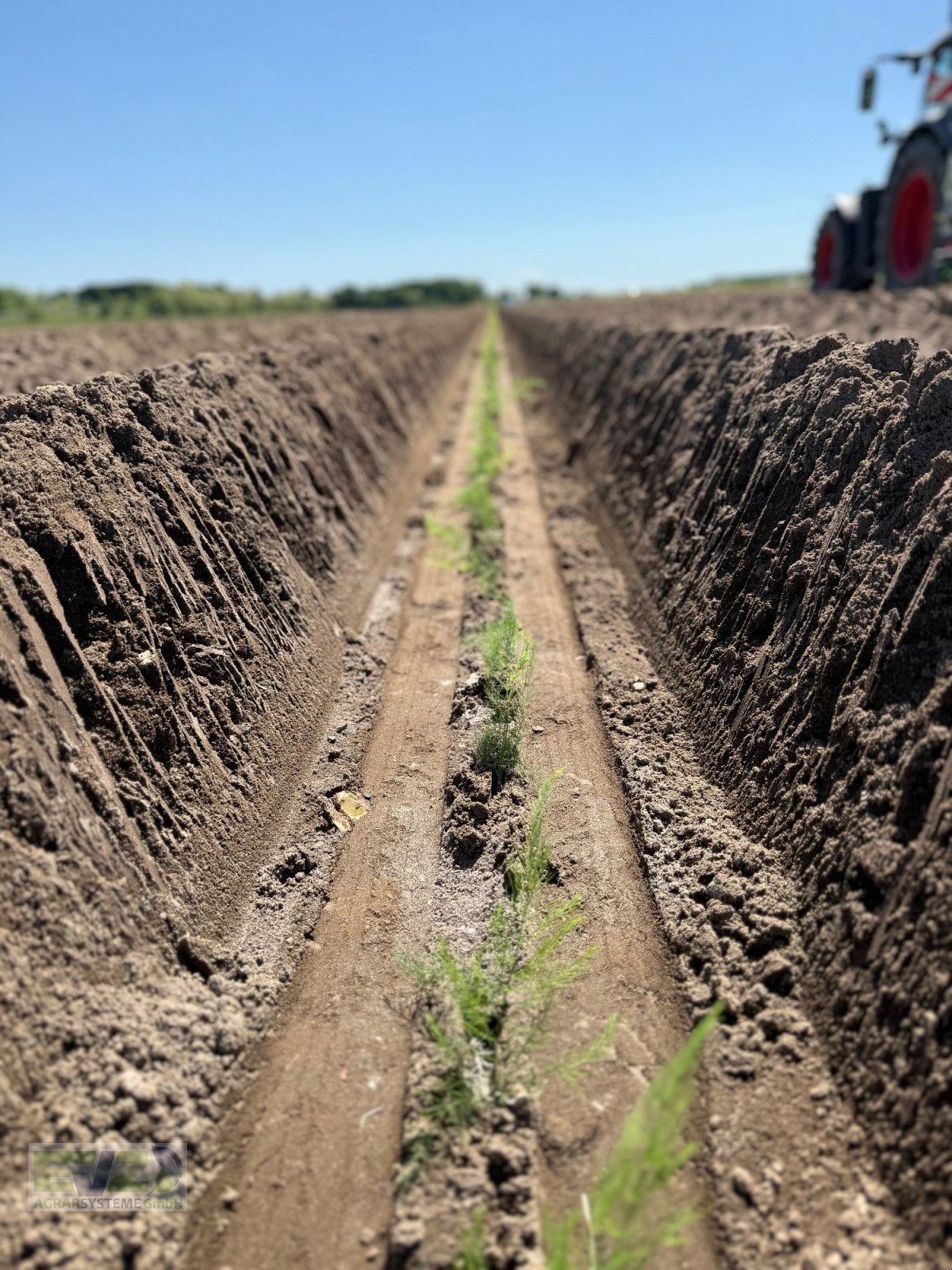 Spargeltopfpflanzmaschine Türe ait Sfoggia STP Spargelpflanzmaschine, Neumaschine içinde Ebersberg (resim 7)
