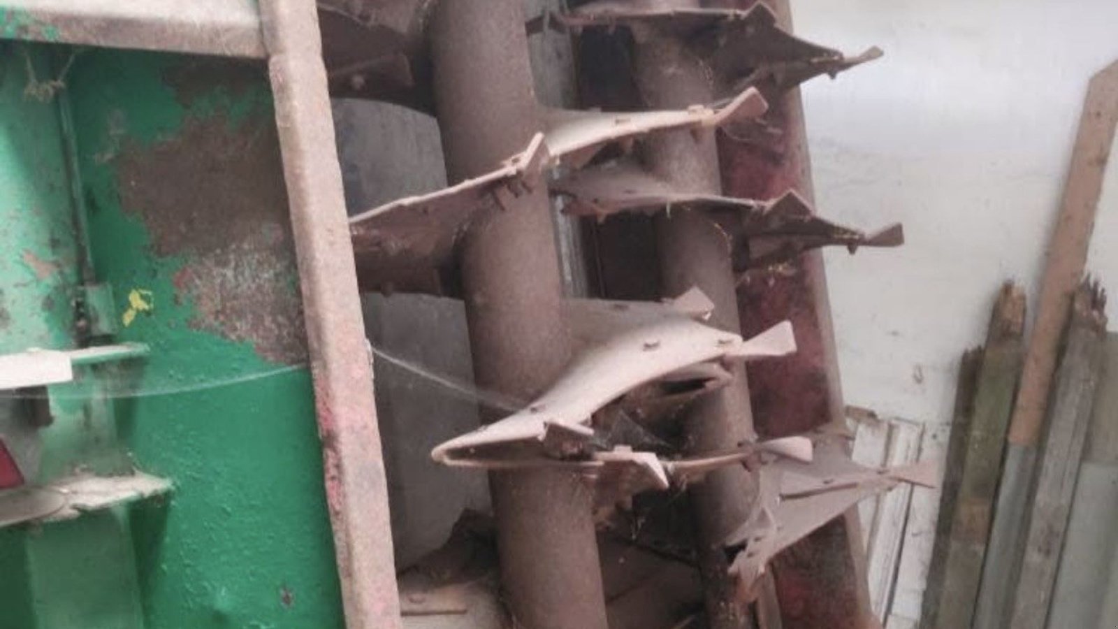 Stalldungstreuer Türe ait Samson SP 12, Gebrauchtmaschine içinde øster ulslev (resim 2)