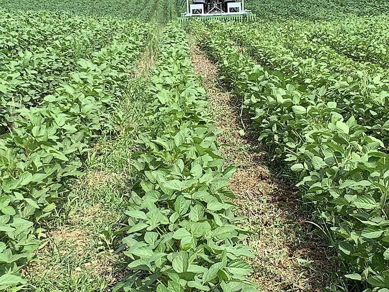 Striegel Türe ait Sonstige Unkrautbekämpfung Unkrautmaschine Striegel Hacke Weihnachtsbaum, Gebrauchtmaschine içinde Schmallenberg (resim 17)