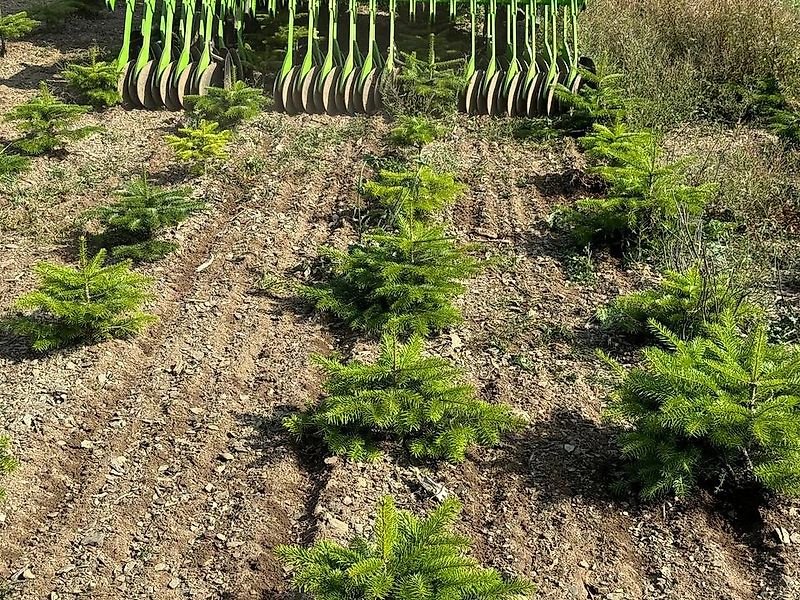 Striegel des Typs Sonstige Unkrautmaschine Weihnachtsbäume Mais Striegel Hacke Rollhacke, Gebrauchtmaschine in Schmallenberg (Bild 17)