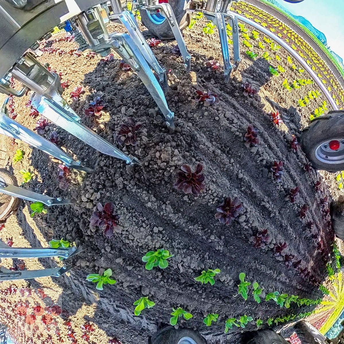 Striegeltechnik & Hacktechnik za tip Einböck Invera 450 6x75cm, Neumaschine u Starrein (Slika 4)