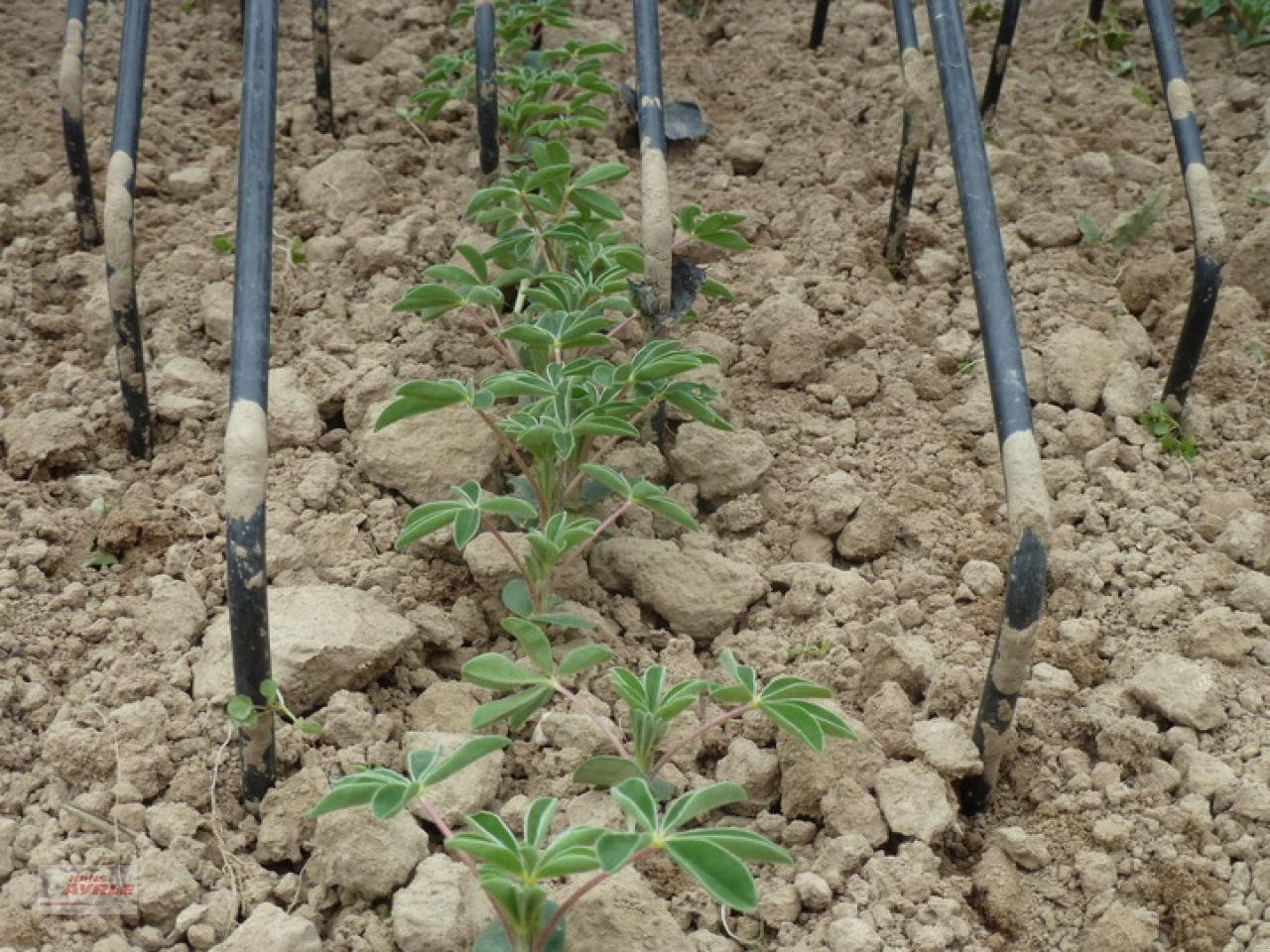 Striegeltechnik & Hacktechnik of the type Treffler TS 920 Striegel, Gebrauchtmaschine in Steinheim (Picture 7)