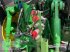 Traktor del tipo John Deere 6170 R, Gebrauchtmaschine In Wildeshausen (Immagine 23)
