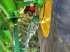 Traktor типа John Deere 6R185, Gebrauchtmaschine в Röttingen - Strüth (Фотография 9)