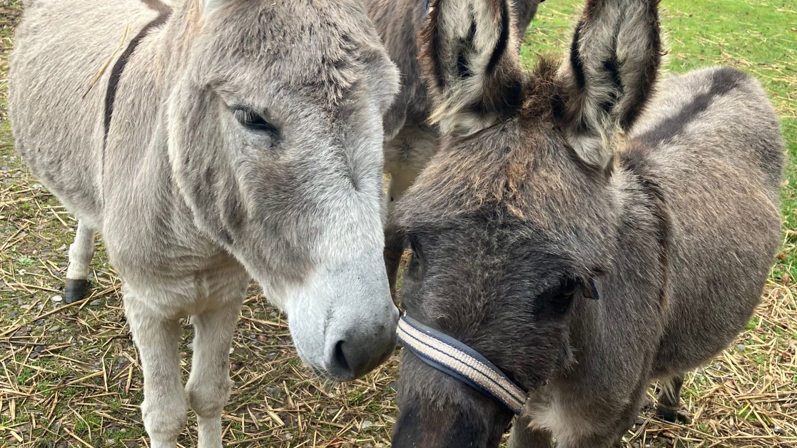 Traktor of the type New Holland 8260 med Chief super 16 p frontlæsser, Gebrauchtmaschine in Gråsten (Picture 4)