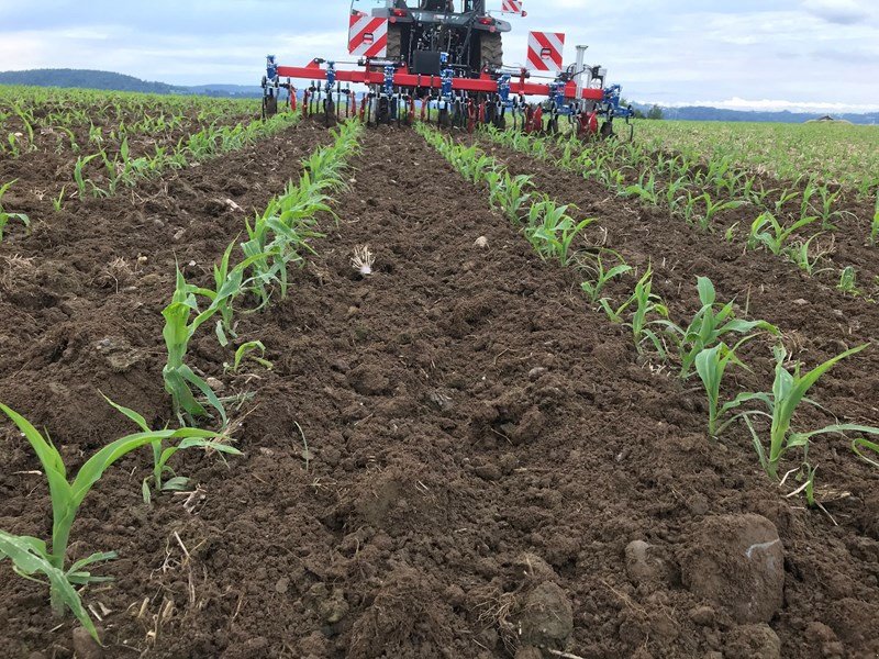 Transportfahrzeug tipa Hatzenbichler Mais 6 Reihig, Ausstellungsmaschine u Henau (Slika 3)