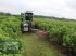 Unterstockmulcher des Typs DRAGONE CR 65 Fadenmäher für Obst und Weinbau /Reihenkulturen, Neumaschine in Schmallenberg (Bild 7)