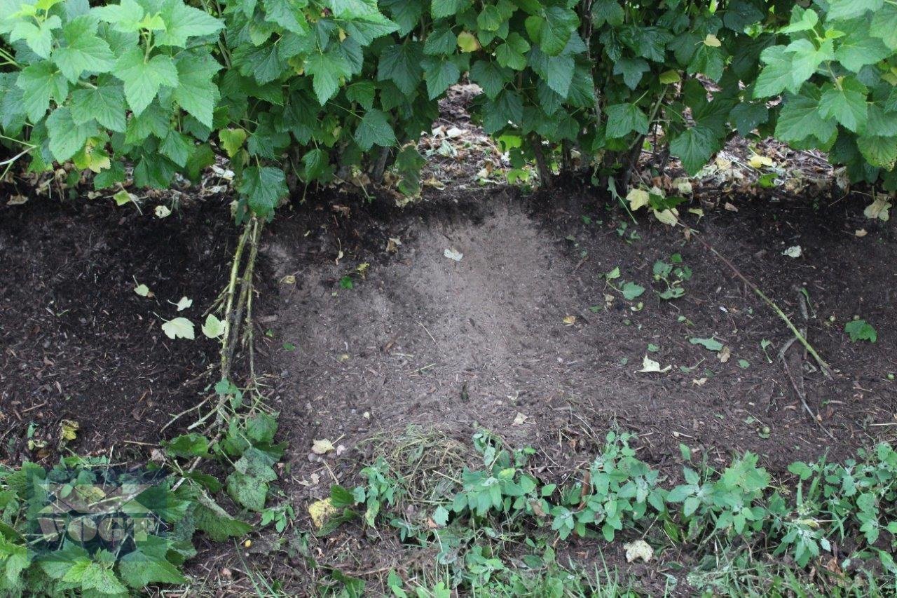 Unterstockmulcher des Typs DRAGONE CR 65 Fadenmäher für Obst und Weinbau /Reihenkulturen, Neumaschine in Schmallenberg (Bild 10)