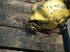 Werkzeuge des Typs New Holland TX34, Gebrauchtmaschine in Hemmet (Bild 5)