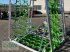 Wiesenegge του τύπου Zocon Wiesenschleppe 6m 4reihig, Neumaschine σε Bruckmühl (Φωτογραφία 3)