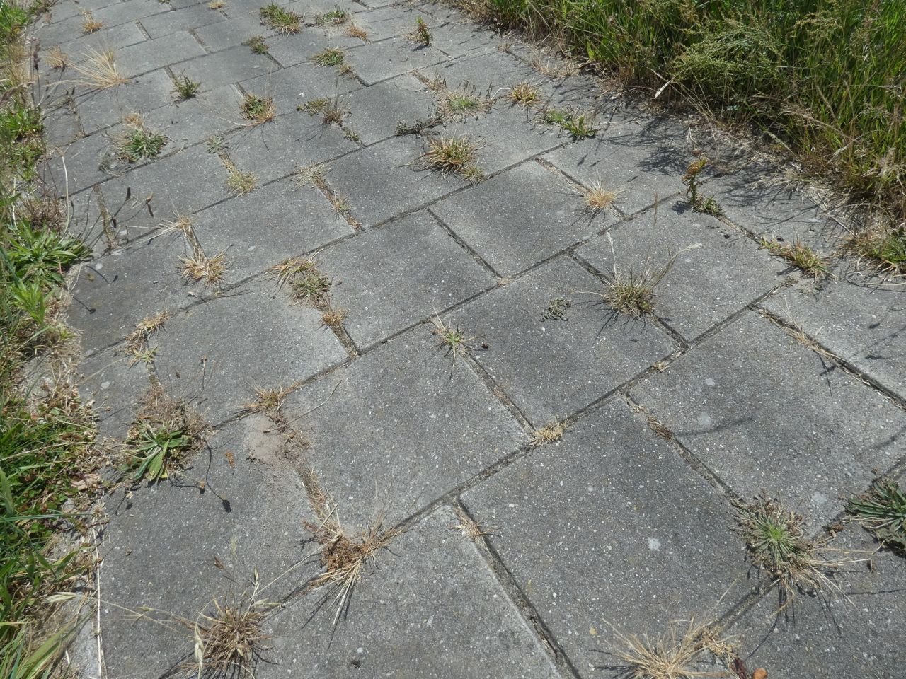 Wildkrautbürste a típus Sonstige WEEDCONTROL Air Combi Compact, Gebrauchtmaschine ekkor: Klarenbeek (Kép 8)