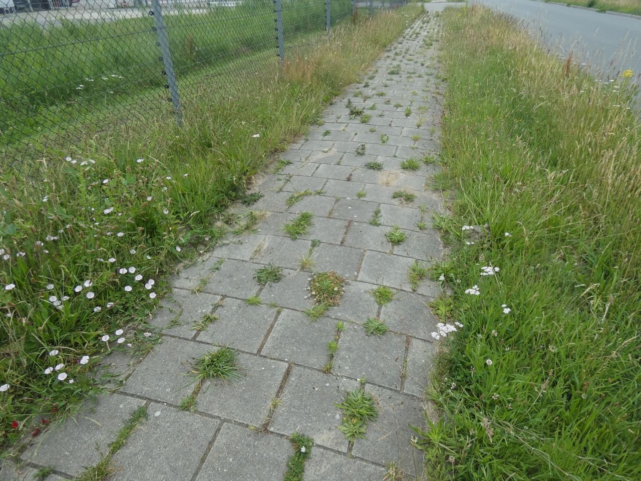 Wildkrautbürste typu Sonstige WEEDCONTROL WEEDCONTROL Air Combi Compact, Gebrauchtmaschine v Klarenbeek (Obrázek 4)