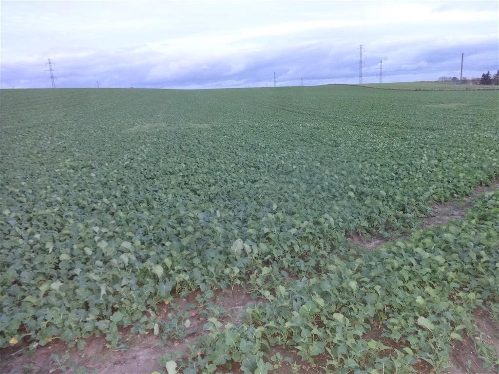 Zinkenrotor (Ackerbau) of the type Amazone Cenius 5003-2TX, Gebrauchtmaschine in Maribo (Picture 4)