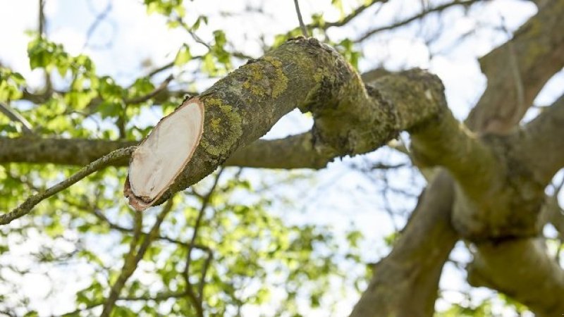 Sonstiges Türe ait Greentec HXF 3302 Hegnsklipper på 240 cm, Gebrauchtmaschine içinde Holstebro (resim 5)