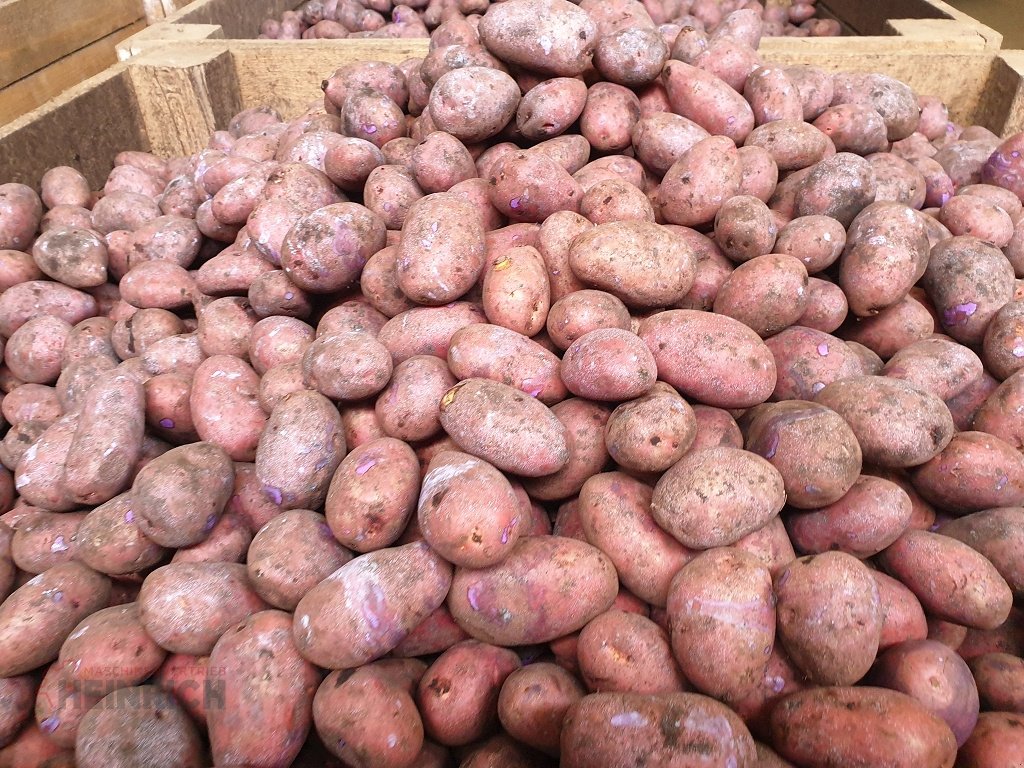 Kartoffellagerungstechnik του τύπου KMK Rollenverlesetisch, Verlesetisch, Verleseband Modell T, Neumaschine σε Ehekirchen (Φωτογραφία 30)