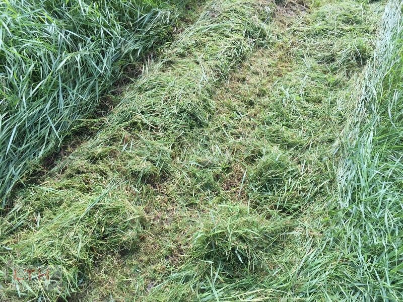 Motormäher tip Bertolini B 103 mit Cerruti Sichelmulcher, Neumaschine in Gnas (Poză 8)