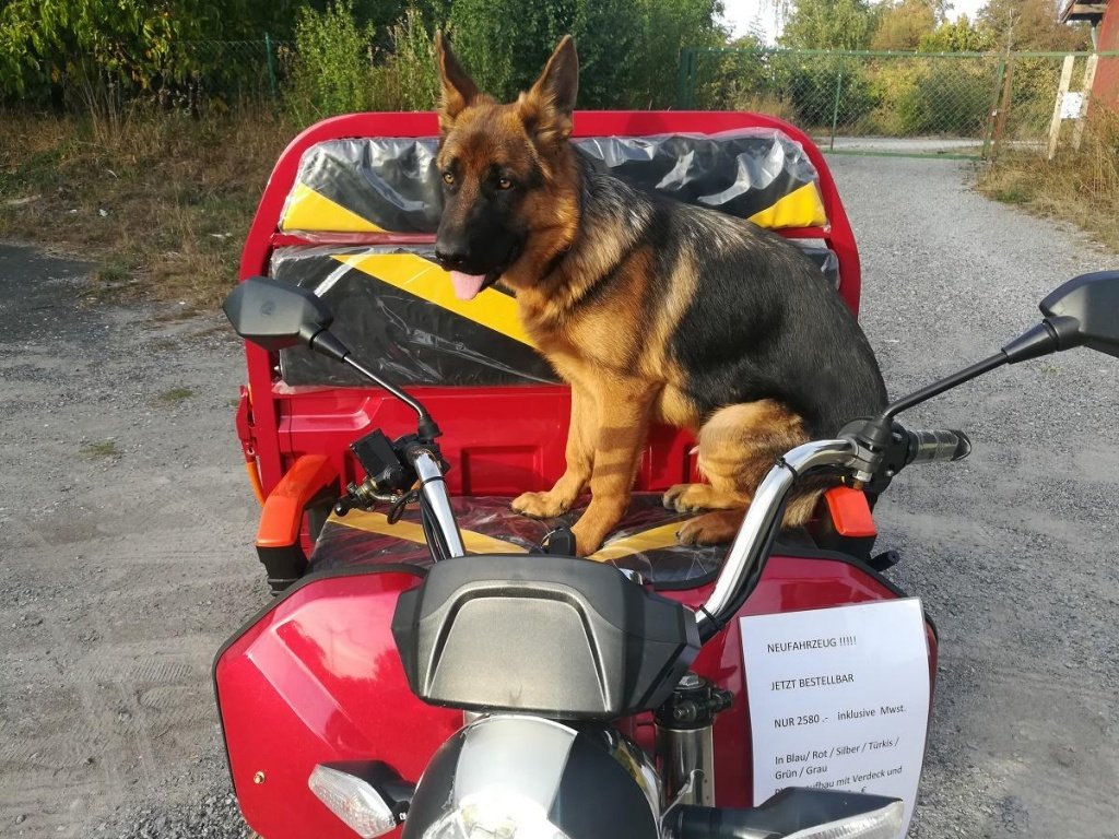 Gator του τύπου Cargo Runner Elektro Lastendreirad, Neumaschine σε Sommerach (Φωτογραφία 19)