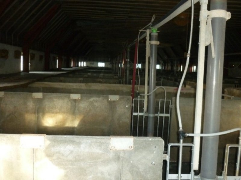 Sonstiges del tipo Sonstige 40 slagtesvinstier beton, Gebrauchtmaschine en Egtved (Imagen 1)