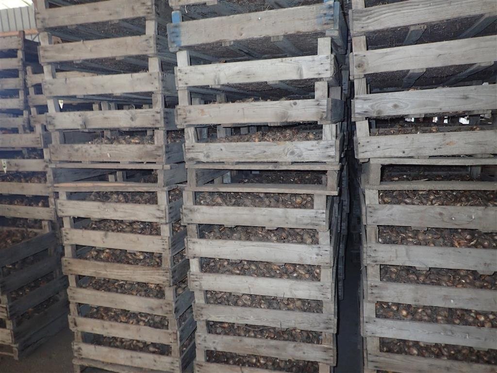 Sonstige Kartoffeltechnik van het type Sonstige Løgkasser m/trådbund, Gebrauchtmaschine in Egtved (Foto 4)