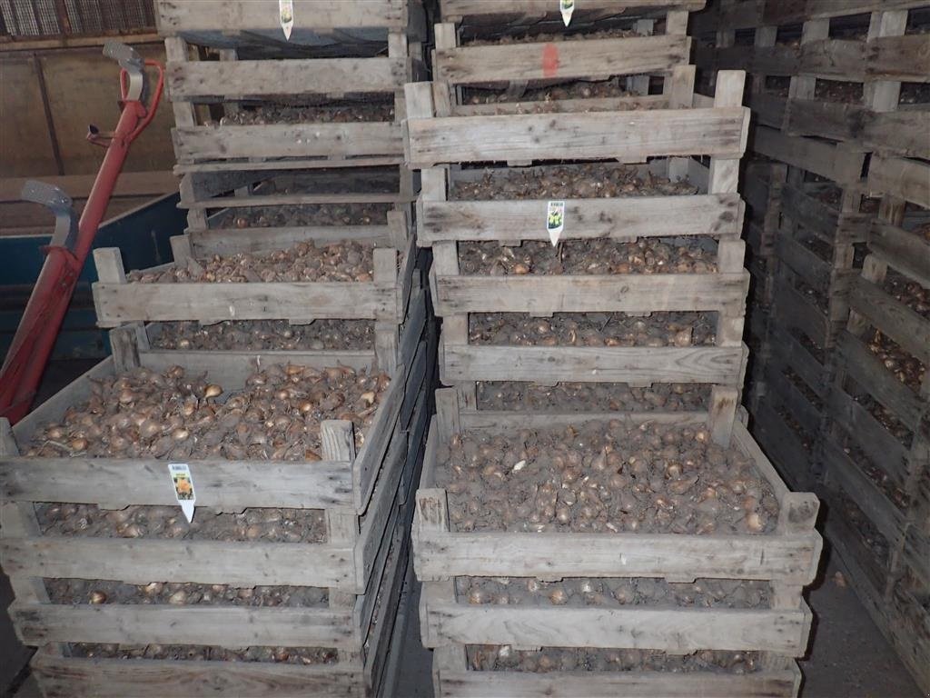 Sonstige Kartoffeltechnik van het type Sonstige Løgkasser m/trådbund, Gebrauchtmaschine in Egtved (Foto 5)